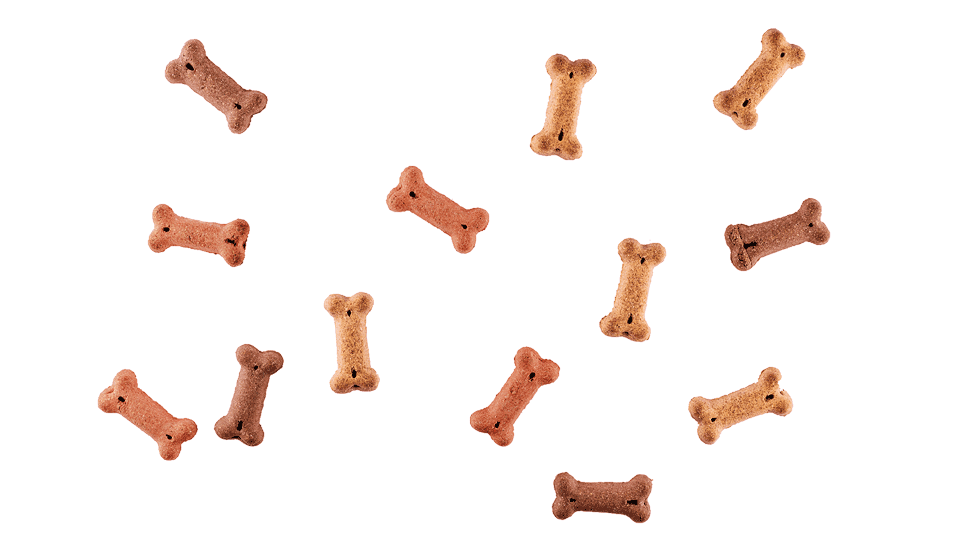 Auf dem Bild sind fliegende Hundeleckerlies in Form von knochenförmigen Snacks zu sehen. Die Leckerlies schweben in der Luft und bilden eine verlockende Formation, die die Aufmerksamkeit und Neugier von Hunden auf sich zieht.